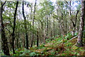 SK2575 : Birch woodland below Froggatt Edge by Roger Temple