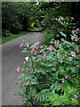 Road through Dog Kennel Wood near Swanton Novers