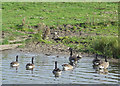 Canada Geese on the Macclesfield Canal, Cheshire