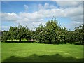 H9552 : Apple Orchard, Red Lion Road, Loughgall. by P Flannagan