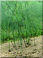 Asparagus plants