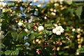 Aeron yr Eira (Symphoricarpos rivularis/albus) Snowberry