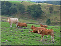 Cows in field, Top O