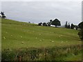 Undulating pasture at Trewythen