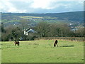 Ponies at Wellelwyd Stables, nr Treforgan farm