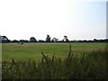 Field at Westfield Farm