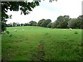 Sheep in a tree-bounded field