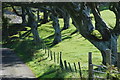 Coed Madryn Trees