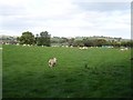 Pasture near Tybrith