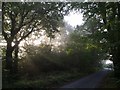 Woodland near Ford Cross