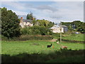 Llamas in field by Whitehaven