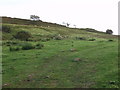 Sheep grazing the Mynydd Myfyr