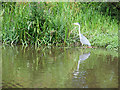 Canal Bank with Heron