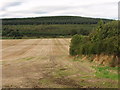 Hedge and field by Lower Muirden