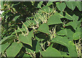 Japanese Knotweed, Trent and Mersey Canal, Longport, Staffordshire