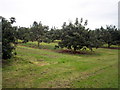 Orchard alongside the Grange Road, Loughgall.