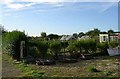 Allotments - Derby Road