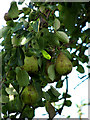 Ripe pears in a garden