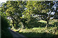 Tresmeer: lane with oak trees