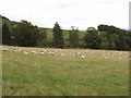 Sheep on pasture near Little Bamff