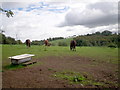 Horses Grazing, Eagralougher Road, Loughgall.