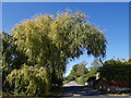 Willow over the lane at Stowey Farm