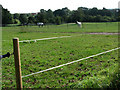 Horses out on pasture near cemetery