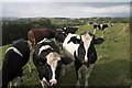 Heifers with a bull