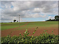 Root crop planted on sloping  land