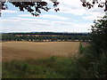 Harvested cereal field below Millhill