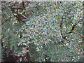 Fruit and leaves of beech trees, by the Reekie Linn