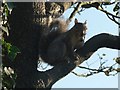 Squirrel with acorn in its mouth