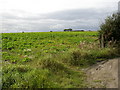 Poppies and brassicas, Knotty Lane, Lepton