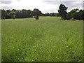 Field off Gawthorpe Green Lane, Lepton