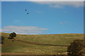 SO0541 : Red Kites over Waun Gynllwch by Philip Halling