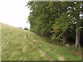 Beech trees above Ardormie