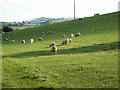 Sheep and evening shadows