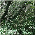 Valley Bottom Woodland