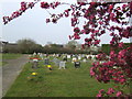 Prunus Blossom and Marsh Gibbon cemetery