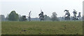 Tree line, Shelswell Park