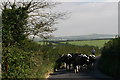 Traffic Jam at Buckland Ripers