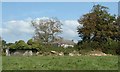 Trevissick Farm, peeking over a hedge