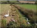 Swans beside Northmoor Drove