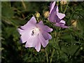 Musk mallow