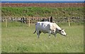 Doonies Rare Breeds Farm, with North Sea in background