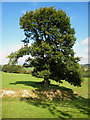 Tree near Crugnant Farm