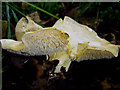 NX3055 : Hedgehog fungus by David Baird