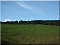 Talybont-on-Usk: pastureland, looking up towards the hill fort