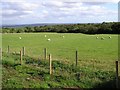 Sheep at Lisnamuck