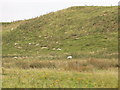 NK0662 : Sheep on seaside sandy bank, St Combs by David Hawgood